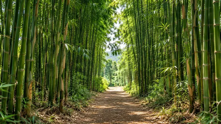 Path through a mature bamboo plantation