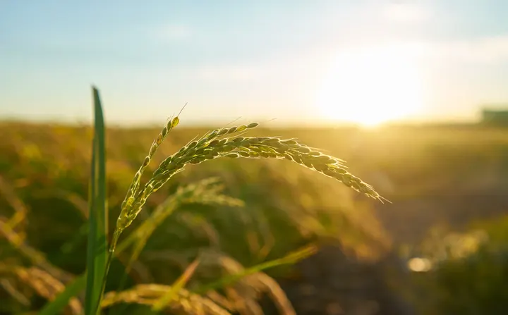 Rice crop in warm evening light