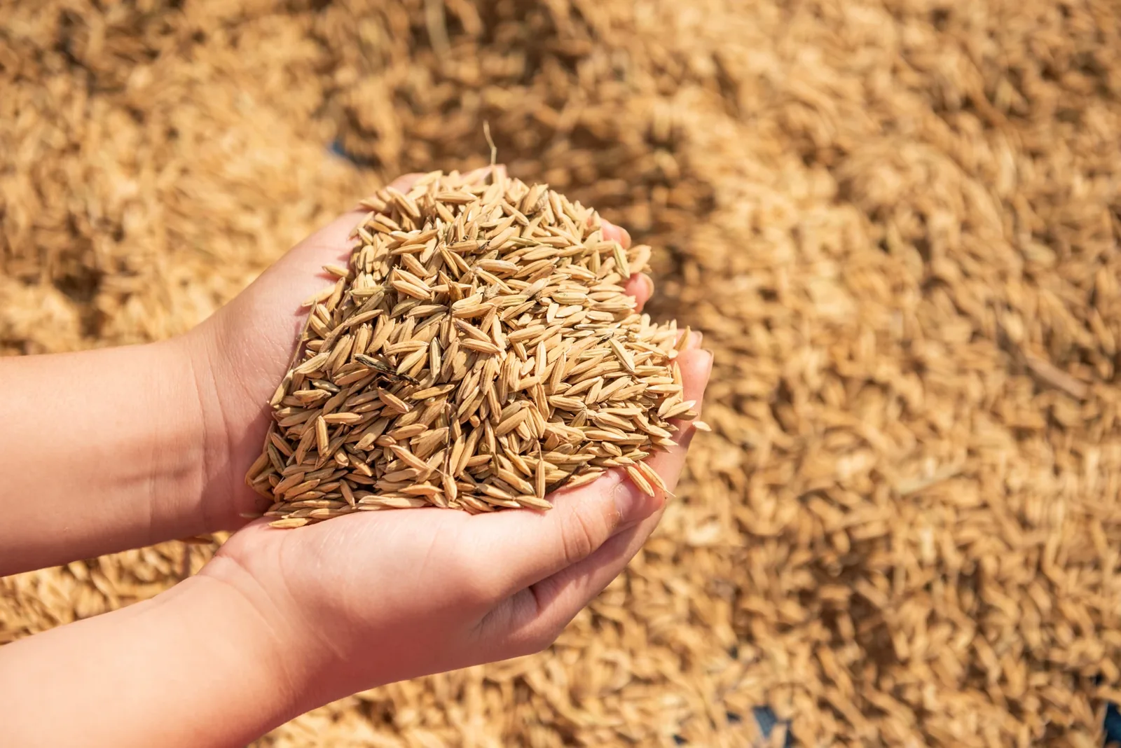 Rice grains held in a hand above harvested grain